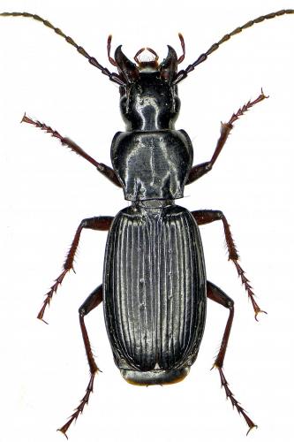 Pterostichus hagenbachii alpicola